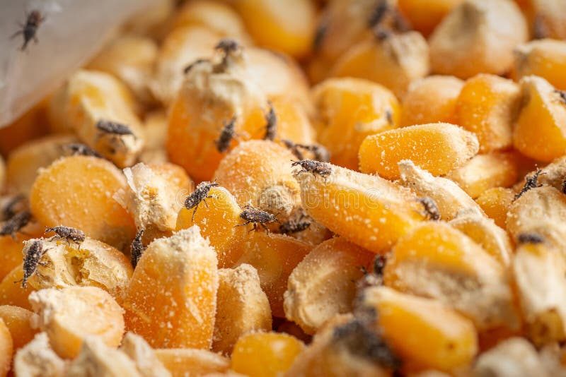 Dry maize grains heavily infested by weevils